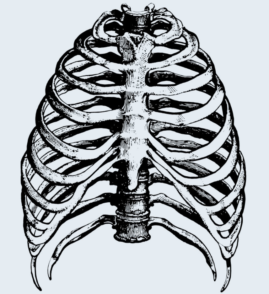 Line drawing of the bone structure of a human ribcage