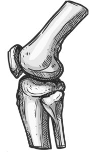 Line drawing of the knee