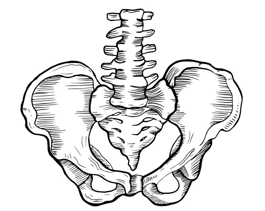 Line drawing of the bone structure of a pelvis