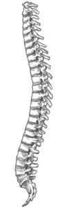 Line drawing of the spine
