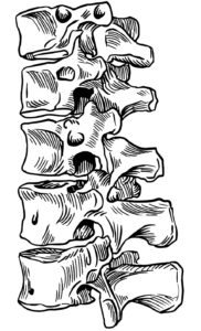 Line drawing of human vertebrae